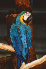 blue and yellow macaw looking at camera background.