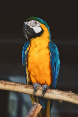 blue and yellow macaw looking at camera background.
