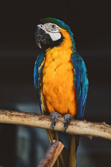 blue and yellow macaw looking at camera background.