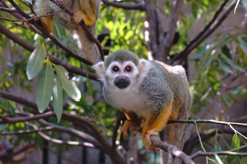 Naklejka na ściany i meble Squirrel Monkey(Common Squirrel Monkey) (Saimiri sciureus) on a tree.