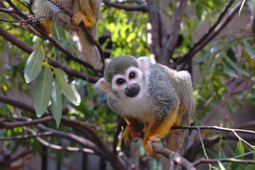 Naklejka na ściany i meble Squirrel Monkey(Common Squirrel Monkey) (Saimiri sciureus) on a tree.