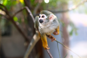 Squirrel Monkey(Common Squirrel Monkey) (Saimiri sciureus) on a tree.