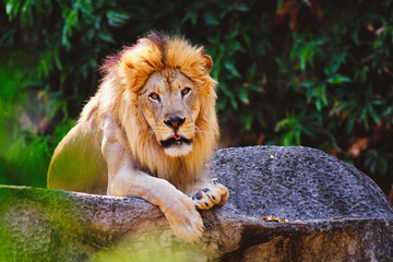 Lion (Panthera leo) sitting on the cliff. © Png - Video - Photo