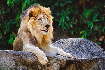 Lion (Panthera leo) sitting on the cliff. © Png - Video - Photo