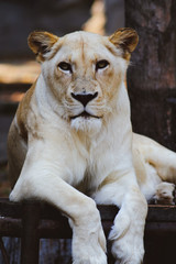 White Lion (Panthera leo)