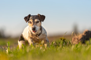 Portrait of a small cute Jack Russell Terrier dog outdoor in nature against a blue sky