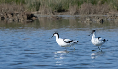Avocette élégante
