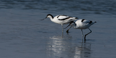 Avocette élégante