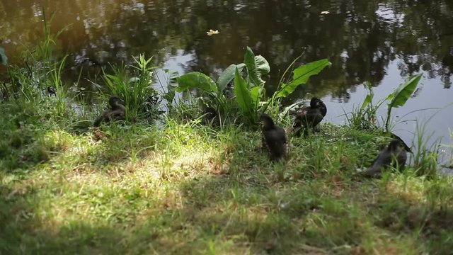 Ducks sit on river bank in the shade