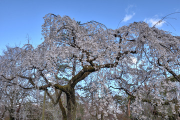京都御苑の桜