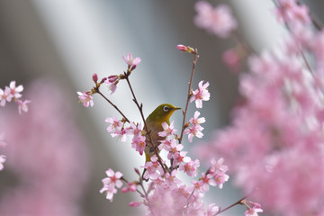満開の大寒桜と緑色の美しい小鳥（メジロ）No.152
