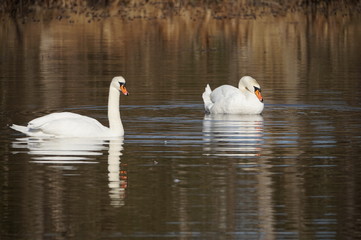 2 Schwäne im Moorsee