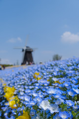 花博記念公園鶴見緑地のネモフィラ