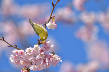 満開の大寒桜と緑色の美しい小鳥（メジロ）No.146
