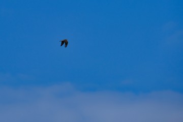 eurasian sparrow hawk is in flight