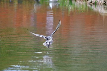 northern pintail is in flight