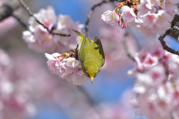 満開の大寒桜と緑色の美しい小鳥（メジロ）No.140