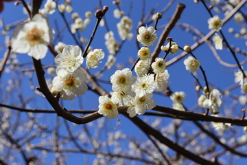 梅の花