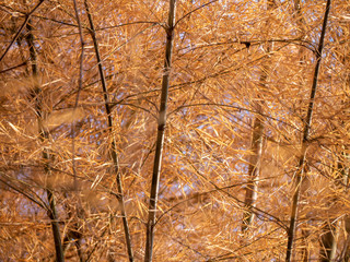 Orang bamboo leave in the bamboo forest in the autumn
