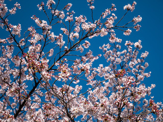 close up pink cherry blossom flowers on blue sky background