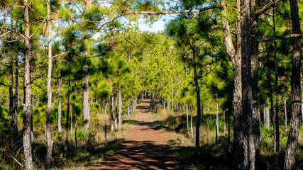 Path between pine forest at the top of Phu Kradueng National Park, Thailand