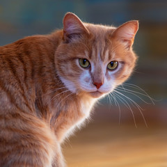 Portrait einer roten Katze mit intensivem Blick in warmen Farben