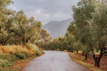 Olive Grove on the island of Greece. plantation of olive trees.