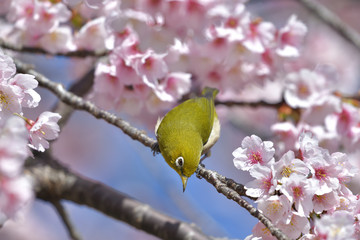 満開の大寒桜と緑色の美しい小鳥（メジロ）No.119