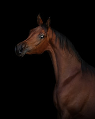 Fototapeta na wymiar Portrait of a beautiful chestnut arabian horse on black background isolated, head closeup