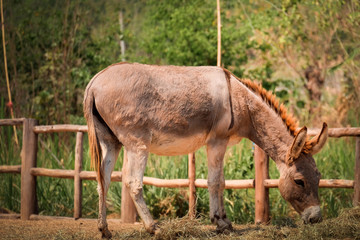 Naklejka na ściany i meble Donkey eating grass in the farm with blur green tree background