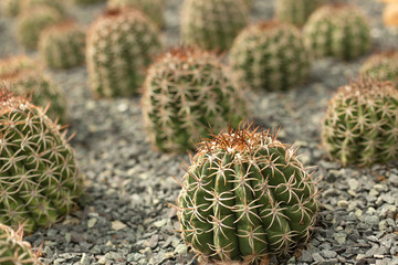 Green cacti field on blur background.