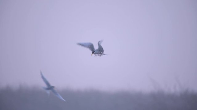 The river tern fishing at dawn 