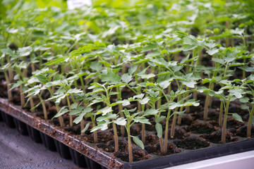 Young green Tomato plants