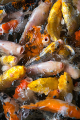 Fototapeta na wymiar Japan Koi fish swim in pond