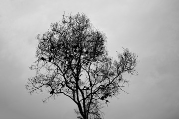 silhouette of a tree
