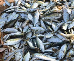 a lot of fishes just been caught by the fisherman from the ocean