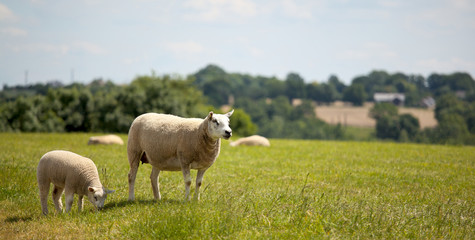 Troupeau de mouton en plein air en campagne.