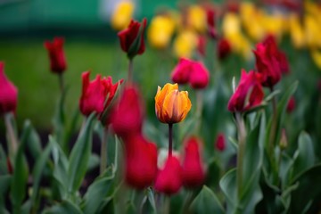 Nice tulip color spring flower awakening nature