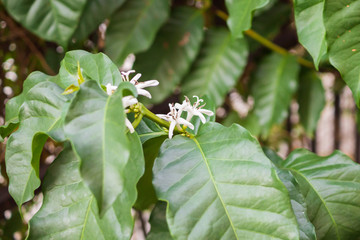 White flower in coffee tree close up