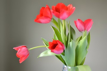 Bunch of red tulips flowers with selective focus on green blurred background. Beautiful spring flowers. Bouquet of red flowers for Mother’s Day. Gift for international woman day. 