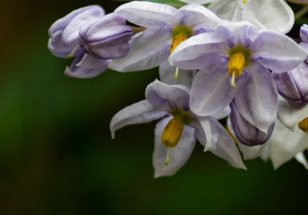 Nightshades in bloom with blurred background