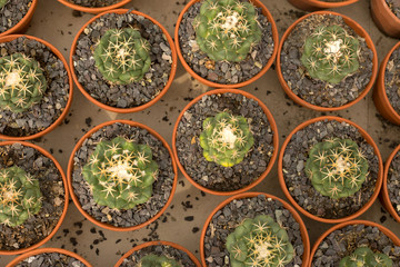 Many identical potted cacti plants. Decorative small cactus pattern.