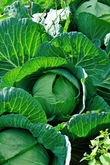 Green cabbage in growth at vegetable garden