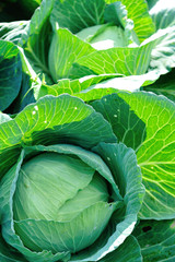 Obraz premium Green cabbage in growth at vegetable garden