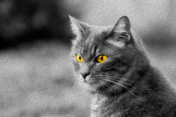 les yeux du  chat
