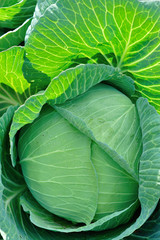 Green cabbage in growth at vegetable garden