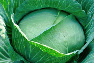 Fototapeta premium Green cabbage in growth at vegetable garden