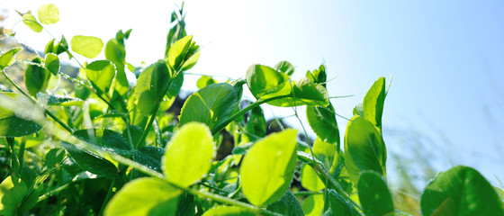 Fototapeta premium Growing green peas in garden, Organic farming