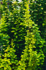 Barberry Tunberg Erecta suitable for all types of garden soils, unpretentious to growing conditions. It grows well in conditions of increased gas contamination. Selective focus