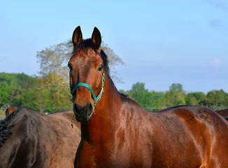 Fototapeten Portrait of a beautiful bay warmblood horse. © Susanne Fritzsche